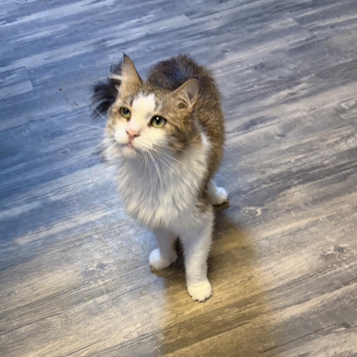May May, Adoptable, Adult Female Domestic Long Hair.