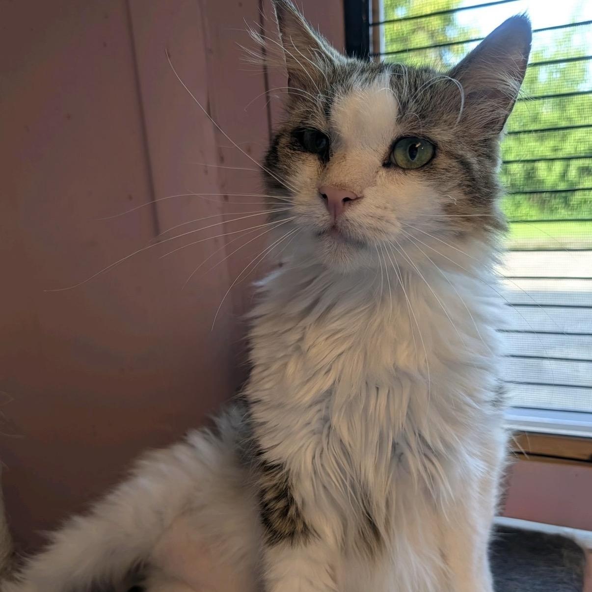 May May, a Adoptable Domestic Long Hair in Cortland, NY image 3/4