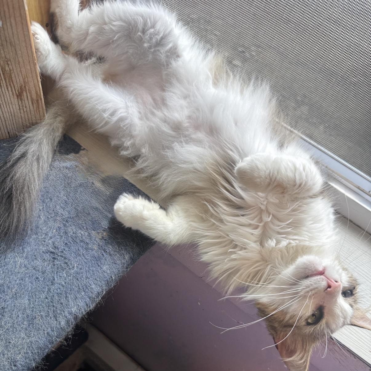May May, a Adoptable Domestic Long Hair in Cortland, NY image 4/4