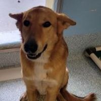 Bingo, a ADOPTABLE mixed breed in Stafford, VA image 2/2