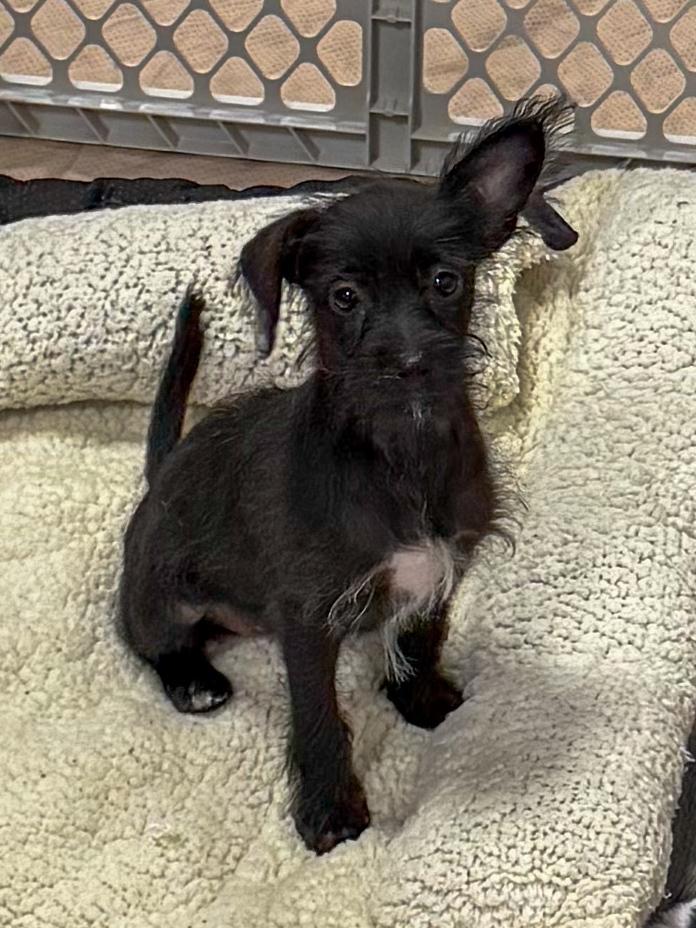 Jubilee, Adoptable, Puppy Female Poodle & Terrier.