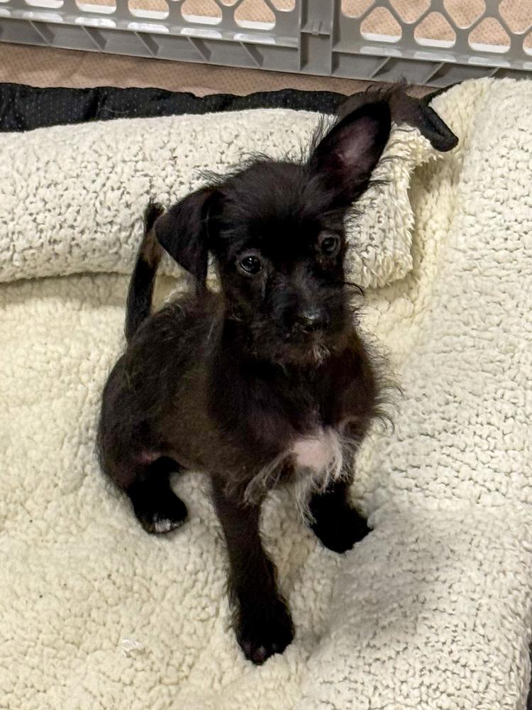 Enlarge Jubilee, a Adoptable mixed breed image 2/2