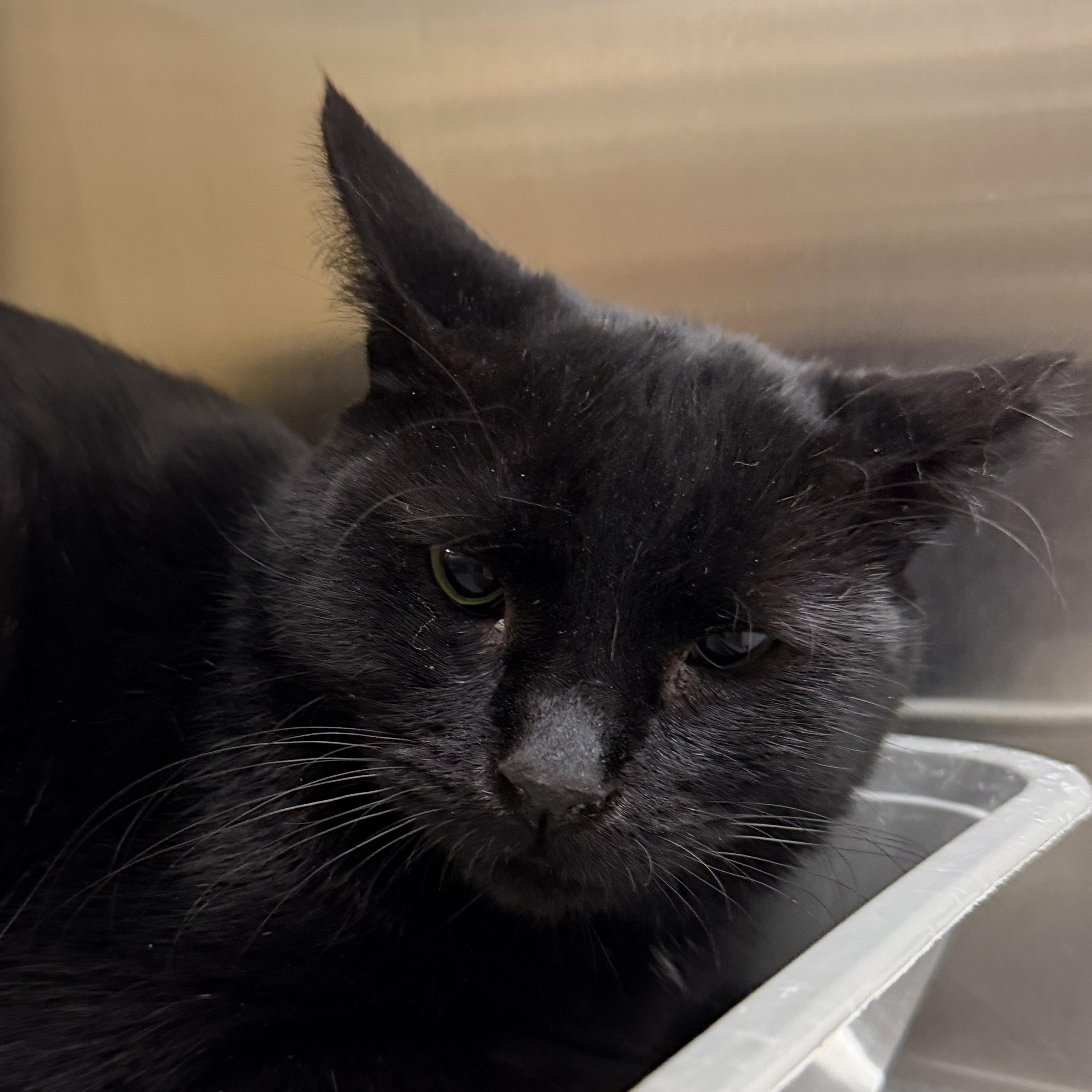 Hades, ADOPTABLE, Young Male Domestic Short Hair.