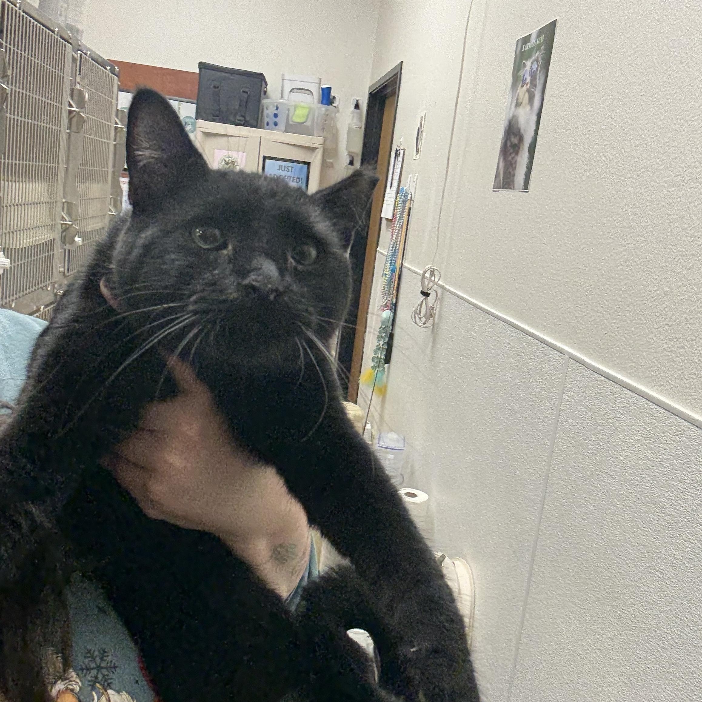 Enlarge Hades, a ADOPTABLE Domestic Short Hair in Chandler, AZ image 2/2