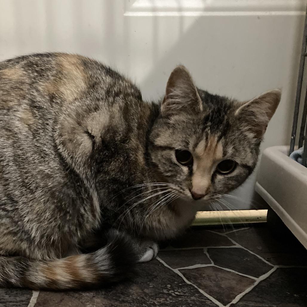 Six, Adoptable, Young Female Domestic Short Hair.