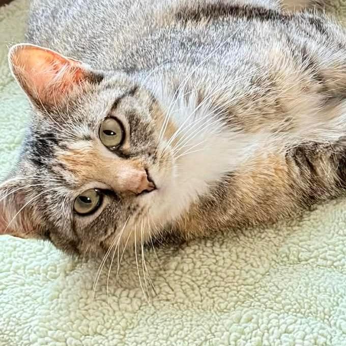Enlarge Six, a Adoptable Domestic Short Hair in Marion, IL image 2/3
