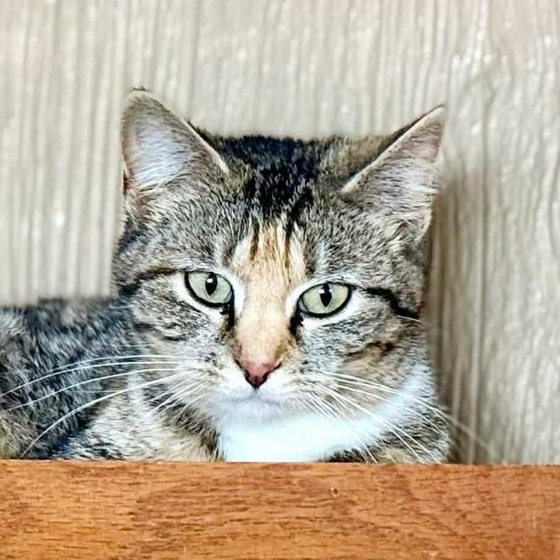 Enlarge Six, a Adoptable Domestic Short Hair in Marion, IL image 2/2