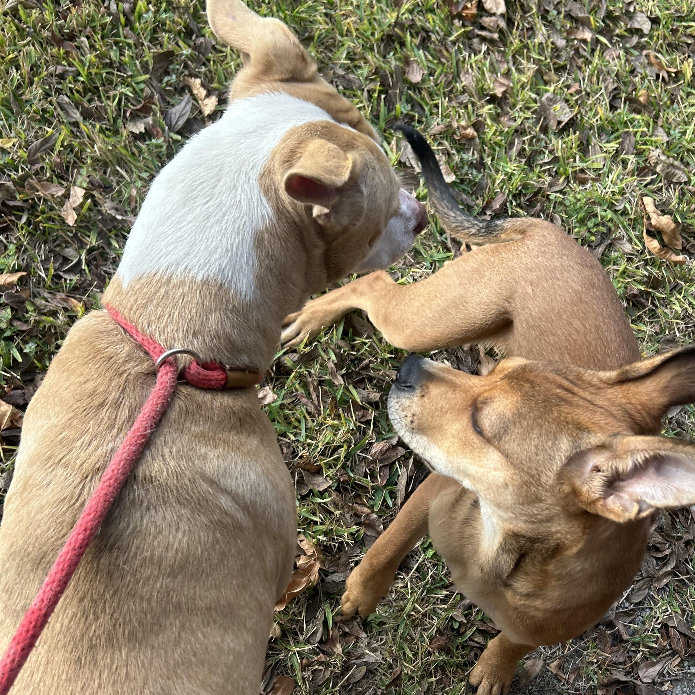 Enlarge Sandy, a ADOPTABLE mixed breed in Buffalo, NY image 3/5