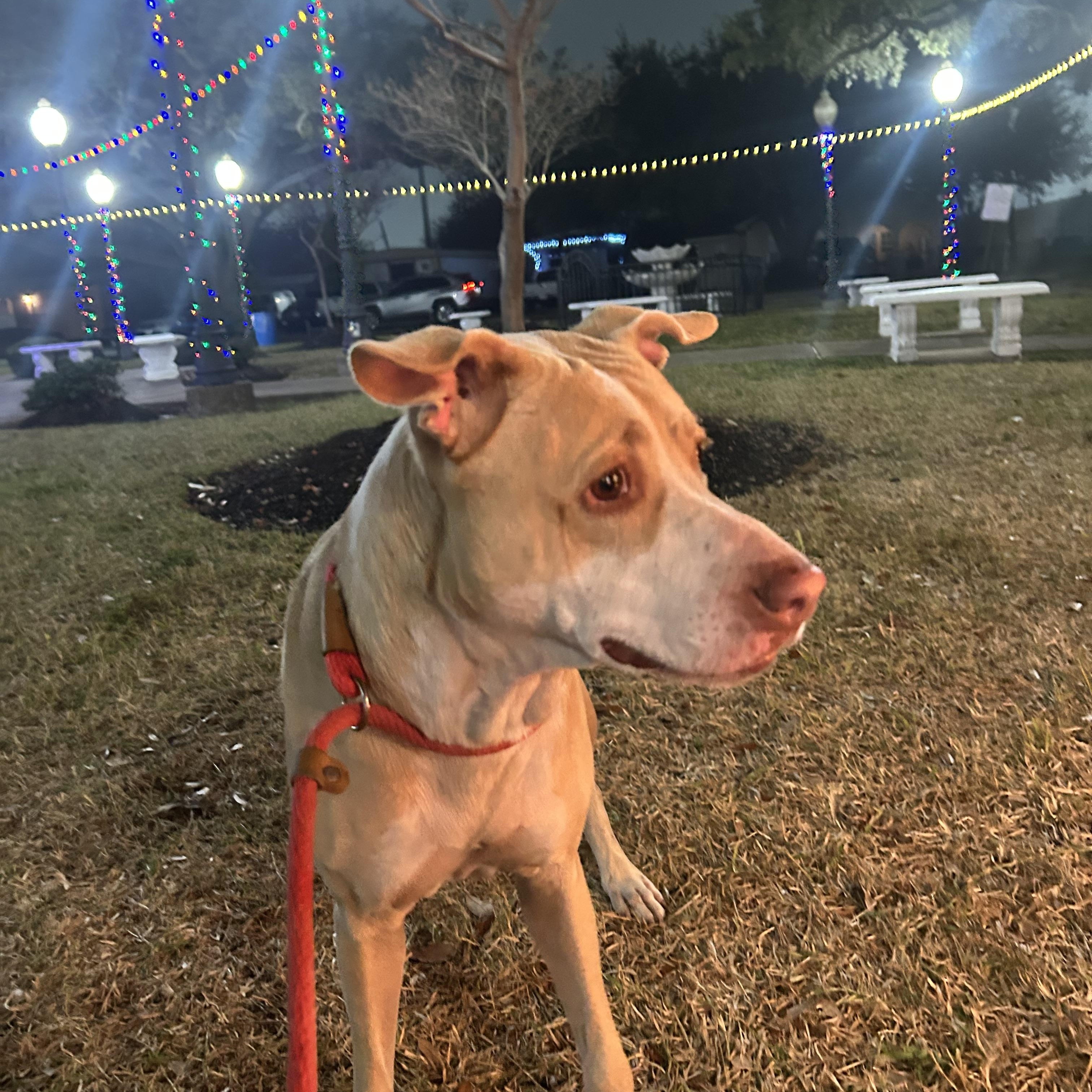 Enlarge Sandy, a ADOPTABLE mixed breed in Buffalo, NY image 2/5