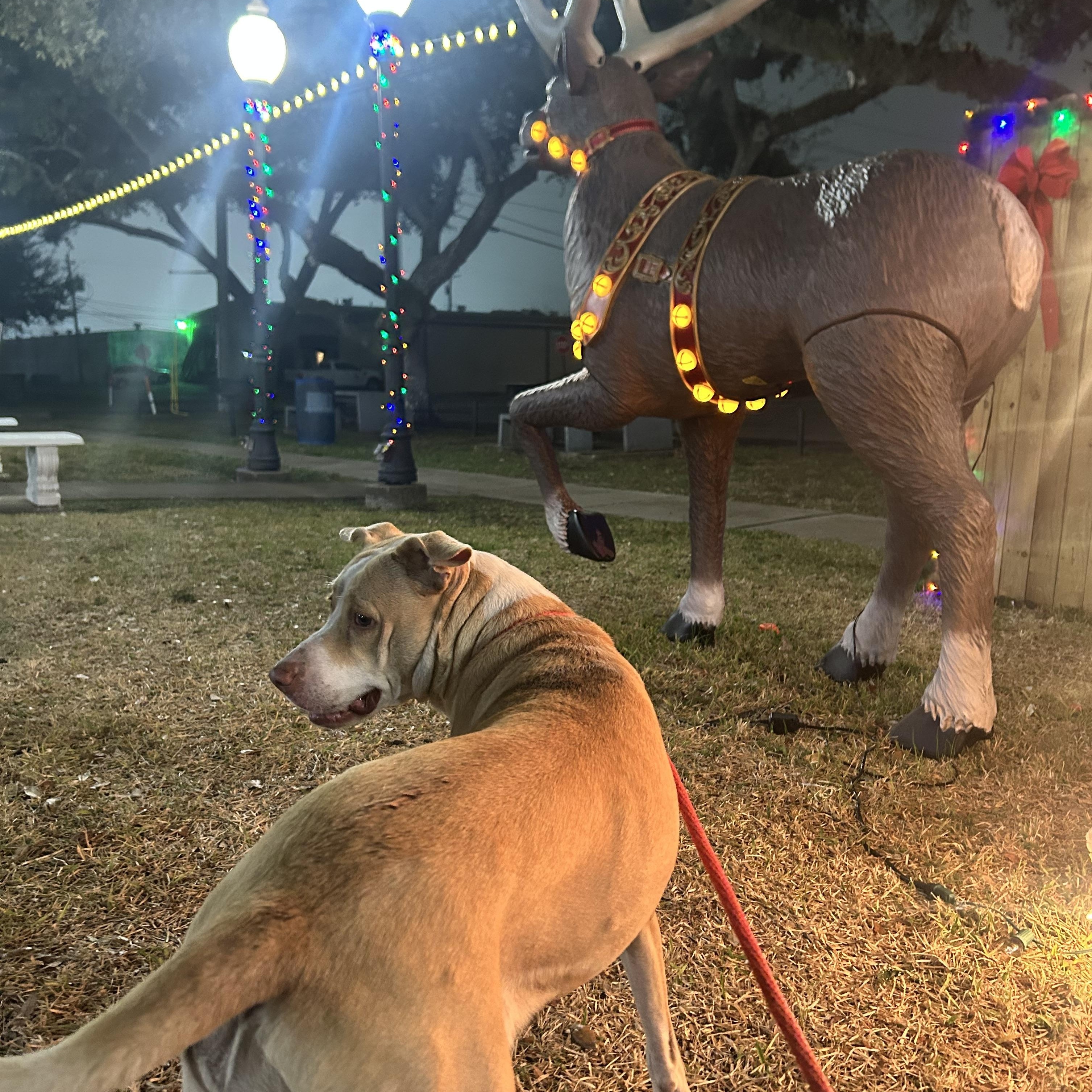 Enlarge Sandy, a ADOPTABLE mixed breed in Buffalo, NY image 5/5