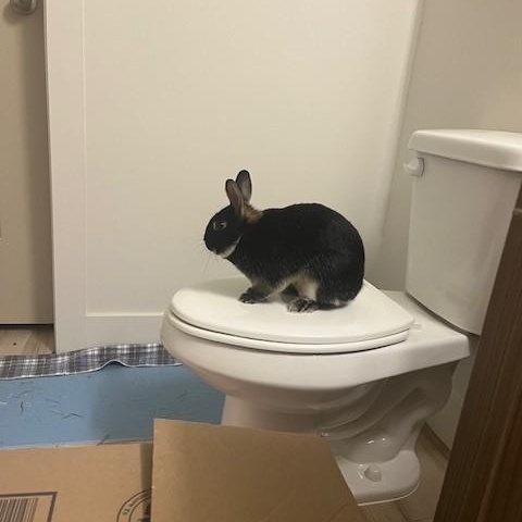 Enlarge Grizzly, a ADOPTABLE American in Salt Lake City, UT image 4/4