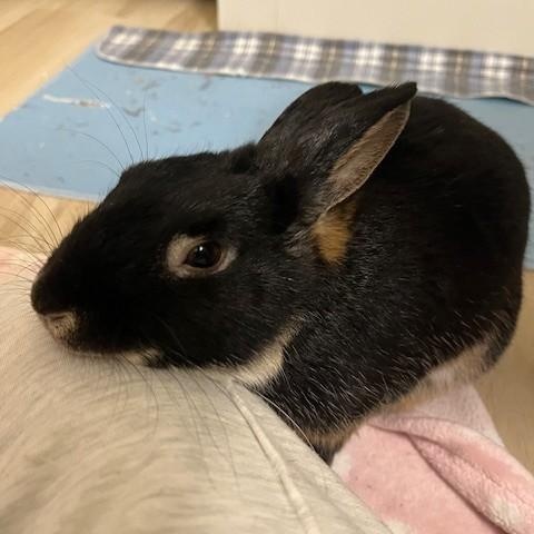 Grizzly, ADOPTABLE, Adult Male American.