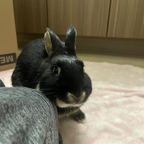 Enlarge Grizzly, a ADOPTABLE American in Salt Lake City, UT image 2/4