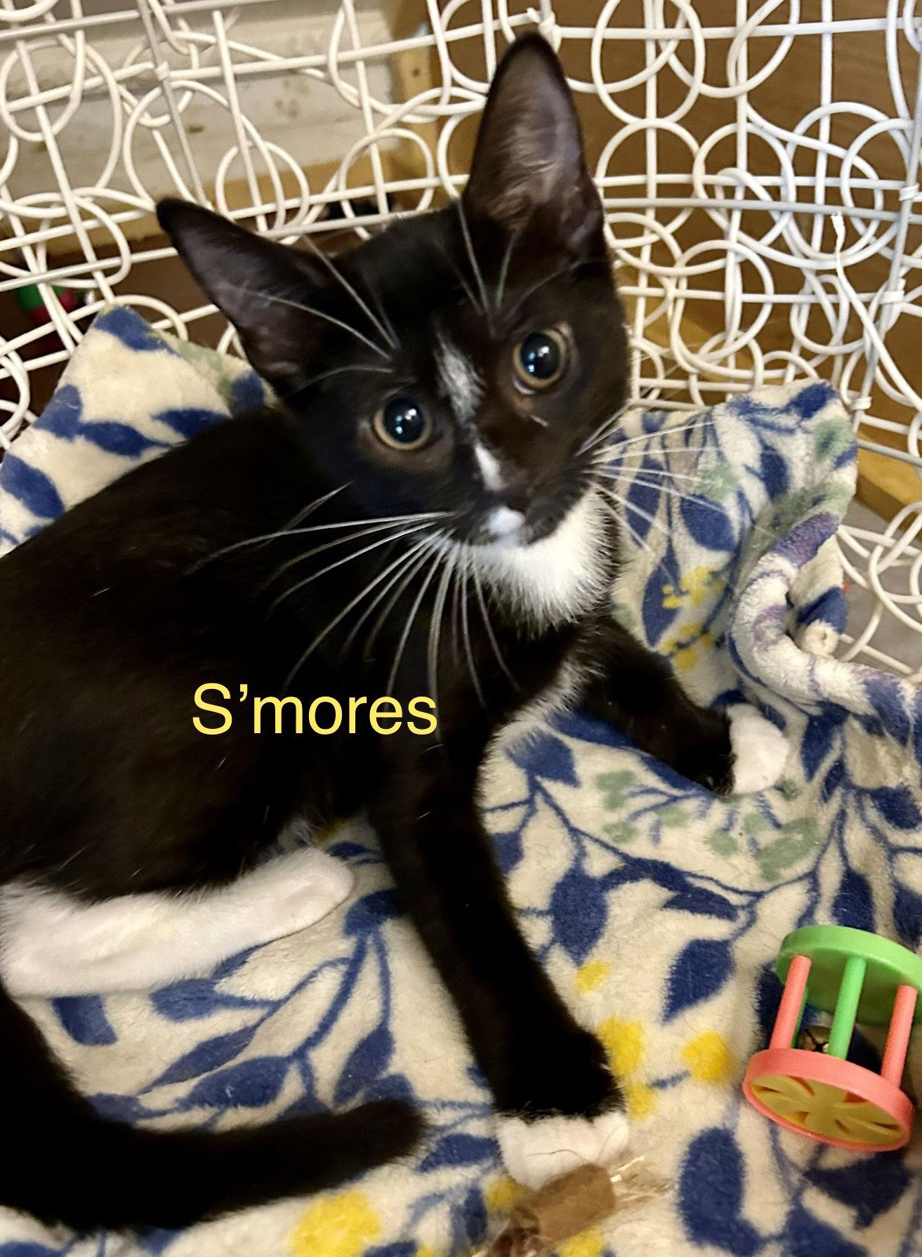 Smores, Adoptable, Young Male Domestic Short Hair.