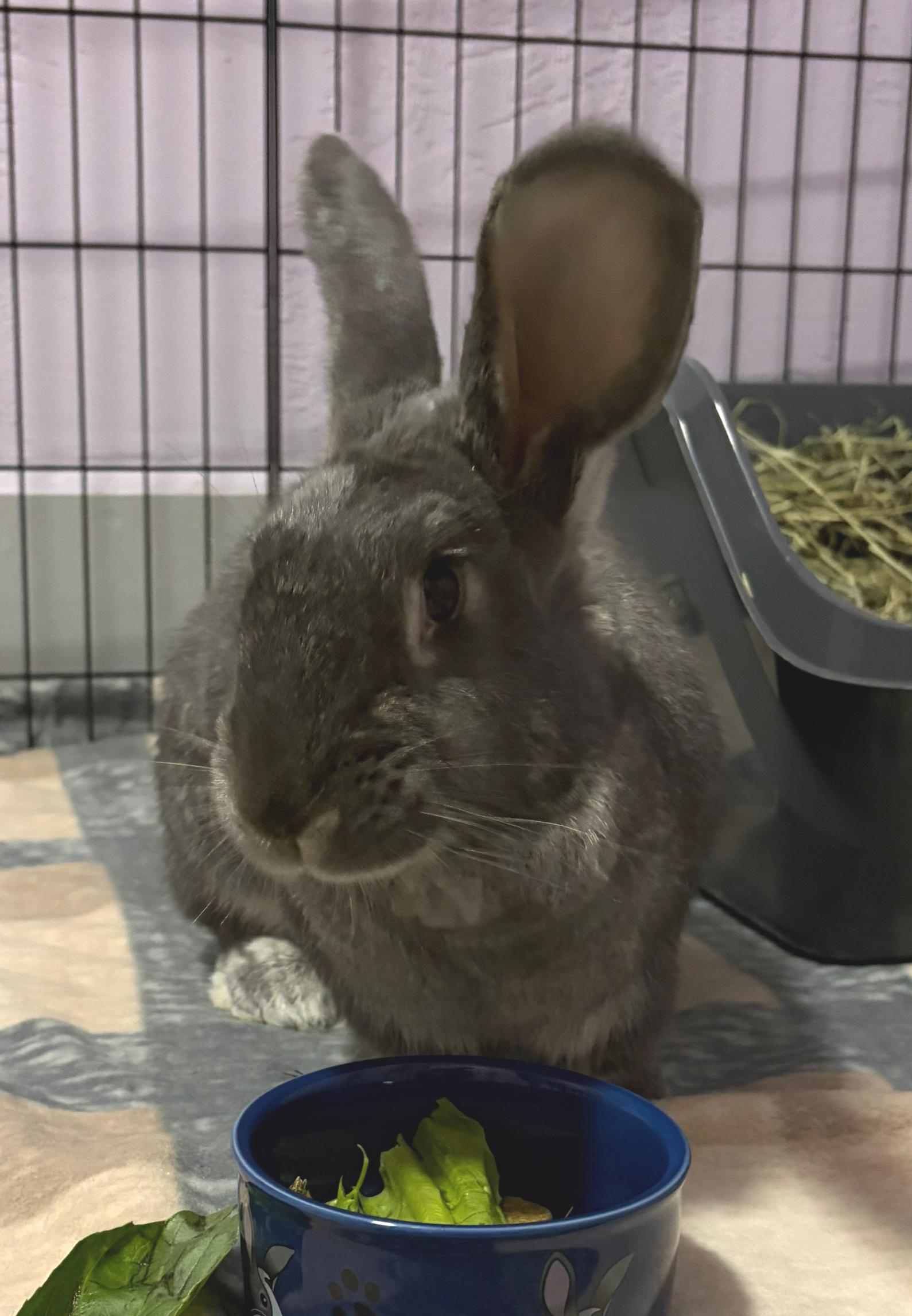 Rosaleen, a ADOPTABLE mixed breed in Oshkosh, WI image 3/6