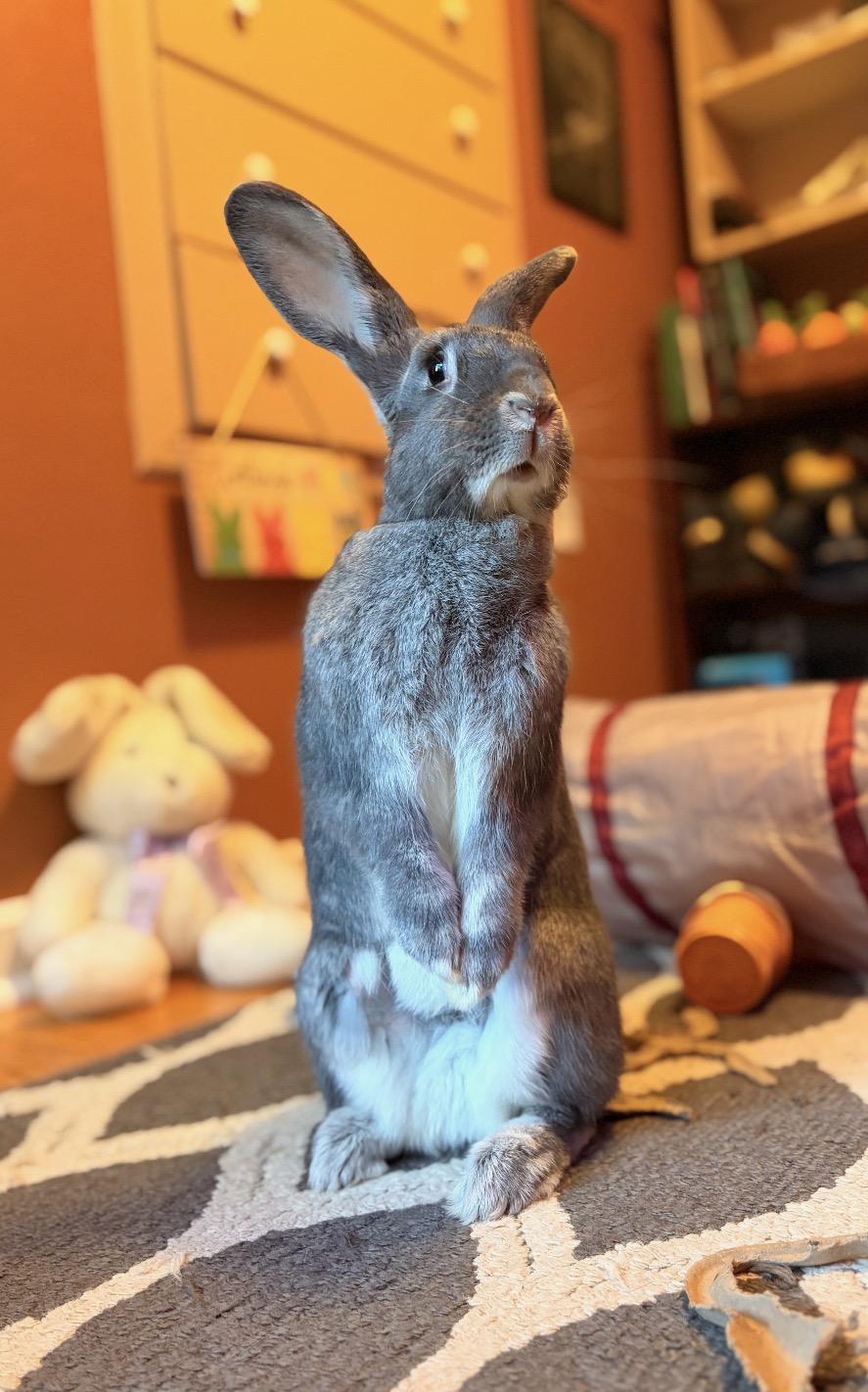 Enlarge Rosaleen, a Adopted mixed breed in Oshkosh, WI image 1/6