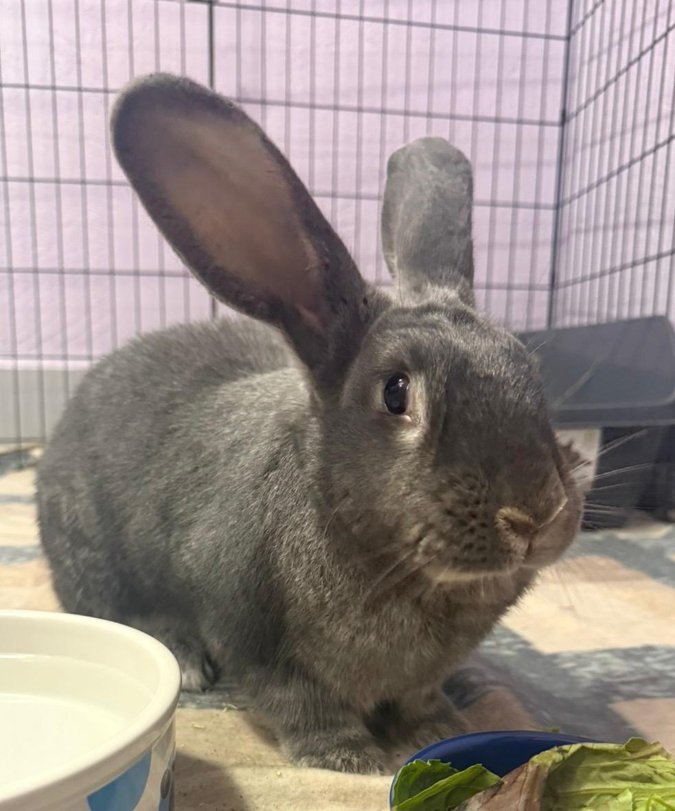 Rosaleen, ADOPTABLE, Adult Female Flemish Giant.