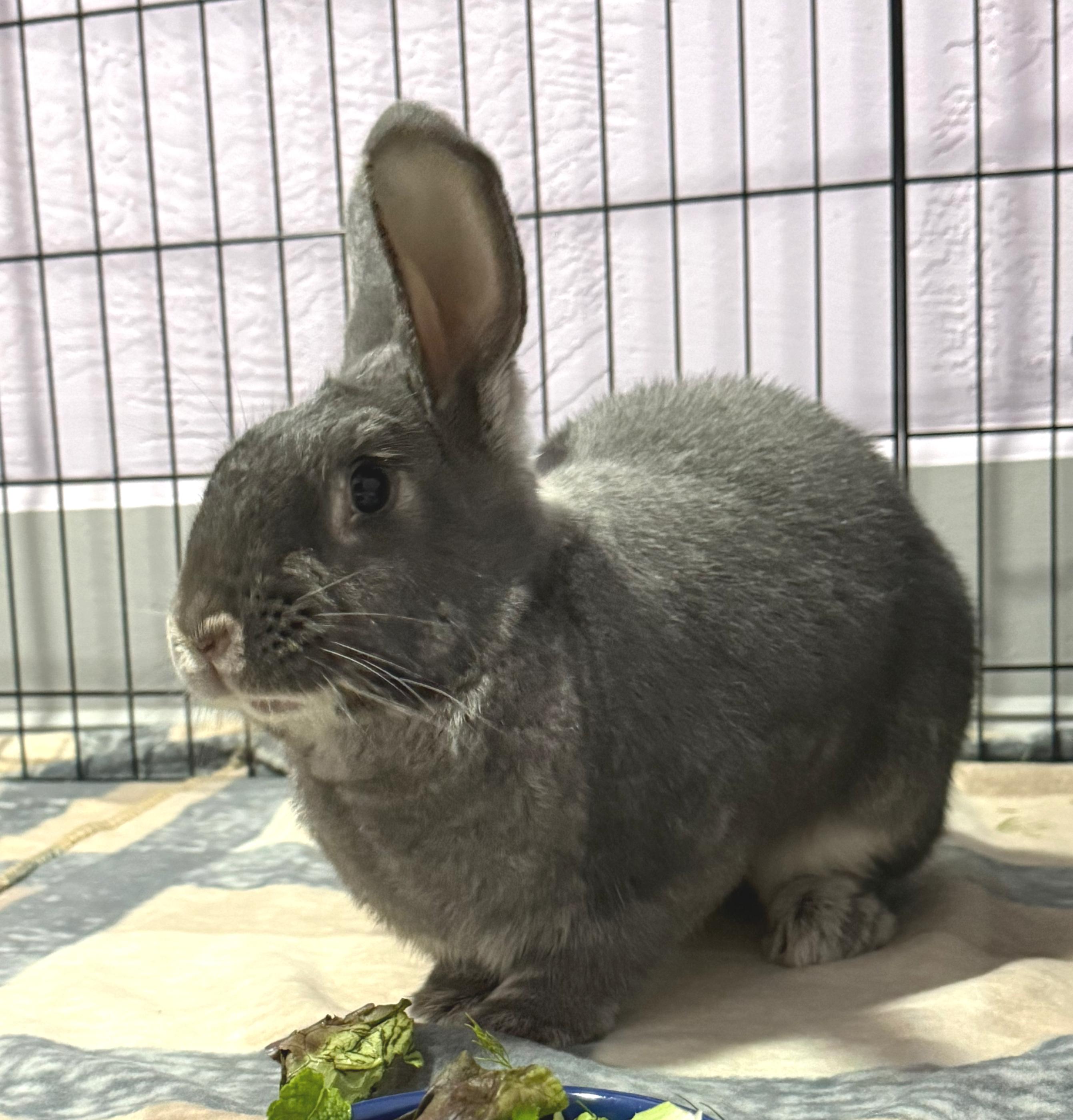 Rosaleen, a ADOPTABLE mixed breed in Oshkosh, WI image 2/6