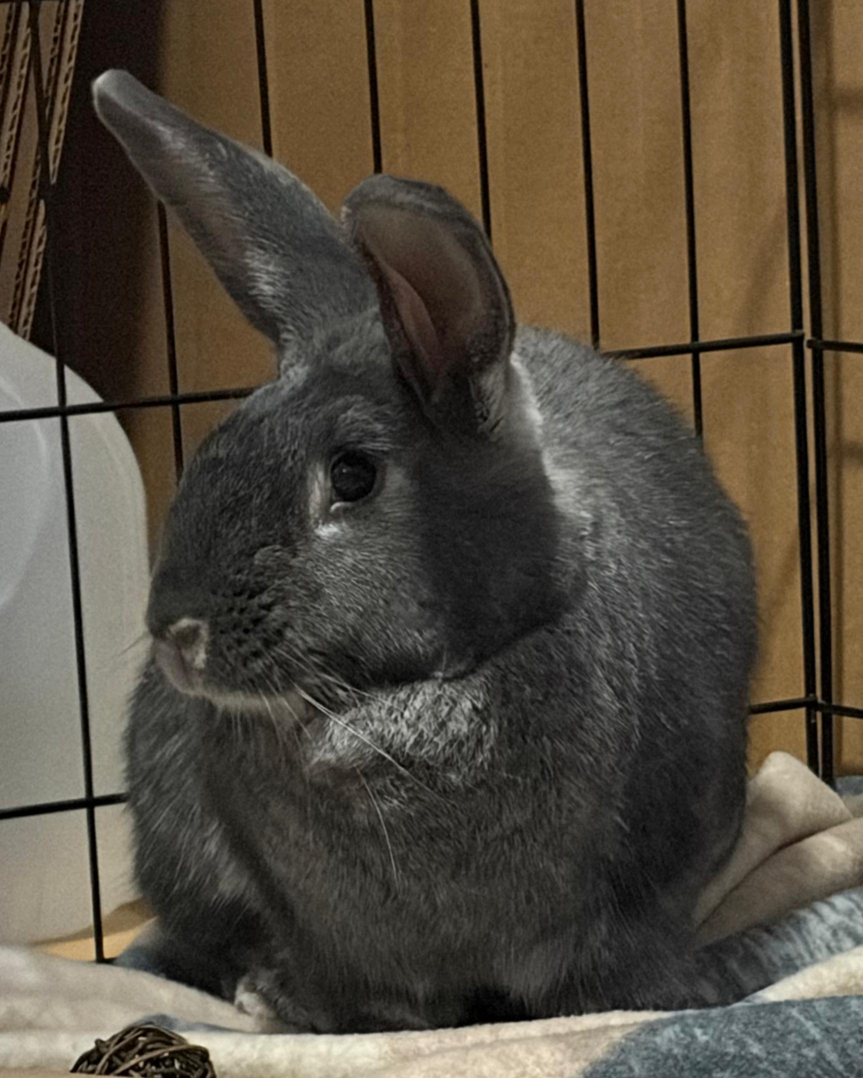 Rosaleen, a ADOPTABLE mixed breed in Oshkosh, WI image 5/6