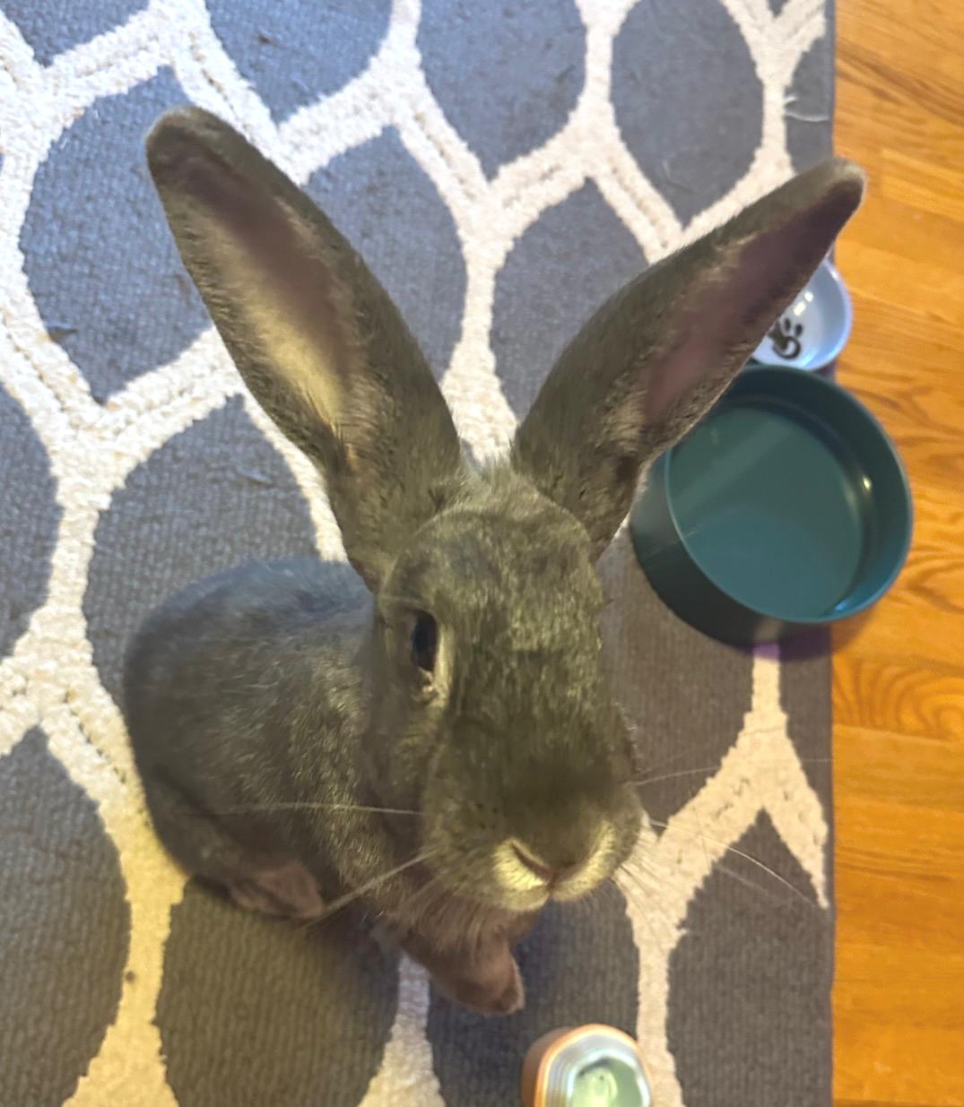 Enlarge Rosaleen, a Adoptable mixed breed in Oshkosh, WI image 5/6