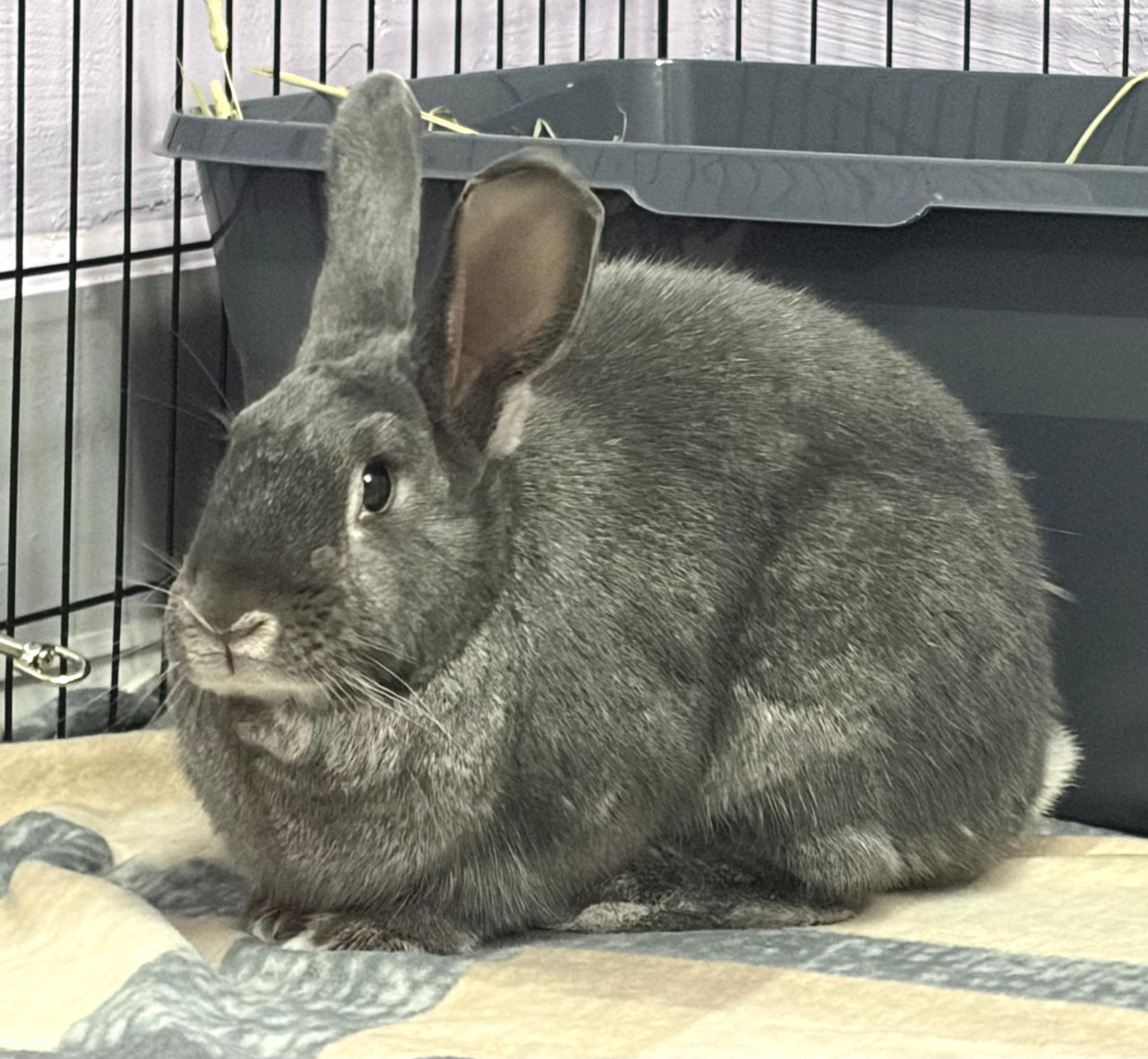 Rosaleen, a ADOPTABLE mixed breed in Oshkosh, WI image 6/6