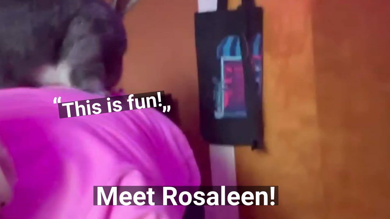 Enlarge Rosaleen, a Adoptable mixed breed in Oshkosh, WI video 6/6