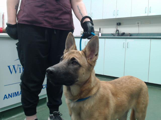 Bobby, an adoptable German Shepherd Dog in Winnipeg, MB, R3E 3N8 | Photo Image 2
