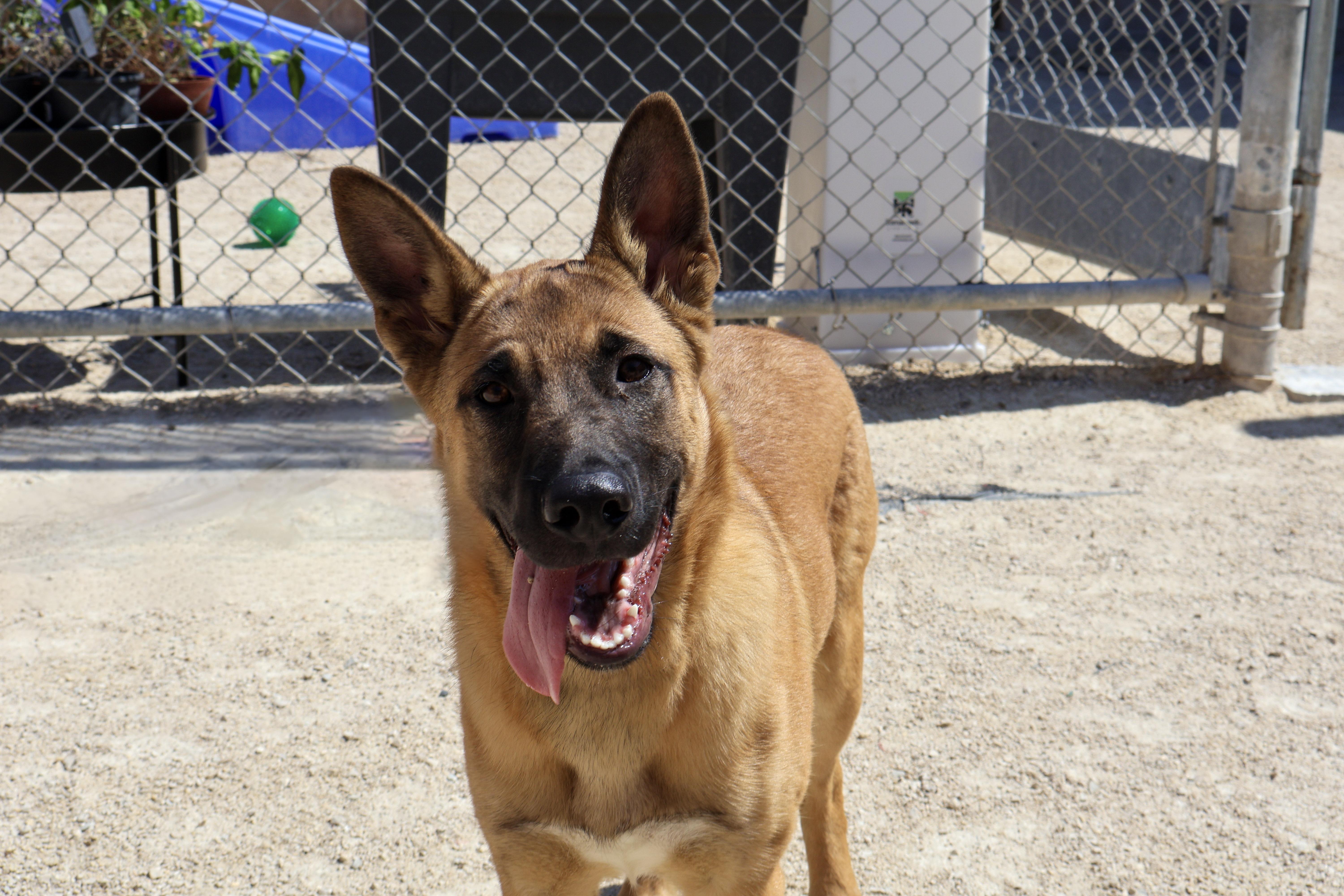 Bobby, an adoptable German Shepherd Dog in Winnipeg, MB, R3E 3N8 | Photo Image 1
