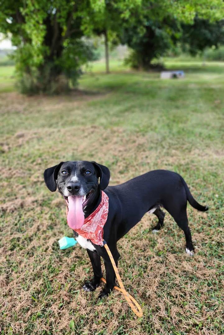 Shallow Howl, Adoptable, Adult Male Mixed Breed.