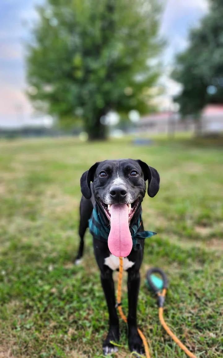 Shallow Howl, a Adoptable mixed breed in Marshall, MO image 2/4