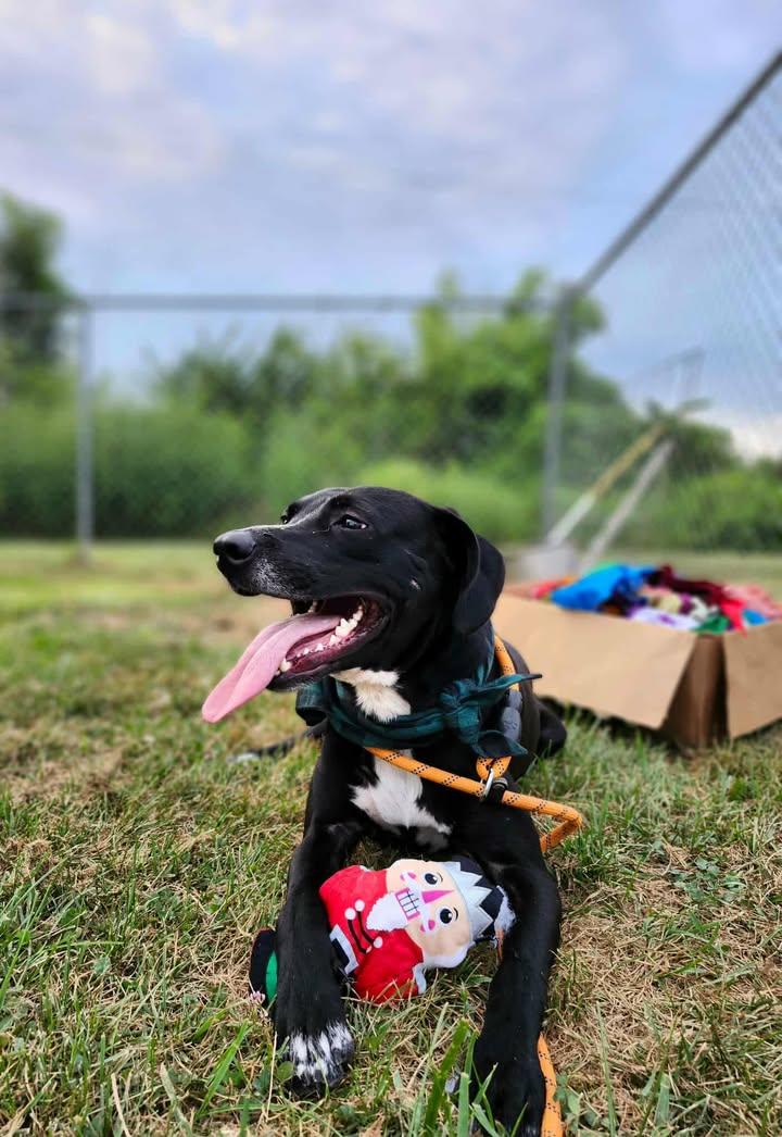Shallow Howl, a Adoptable mixed breed in Marshall, MO image 3/4