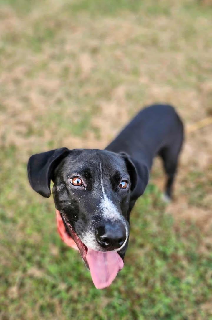 Shallow Howl, a Adoptable mixed breed in Marshall, MO image 4/4