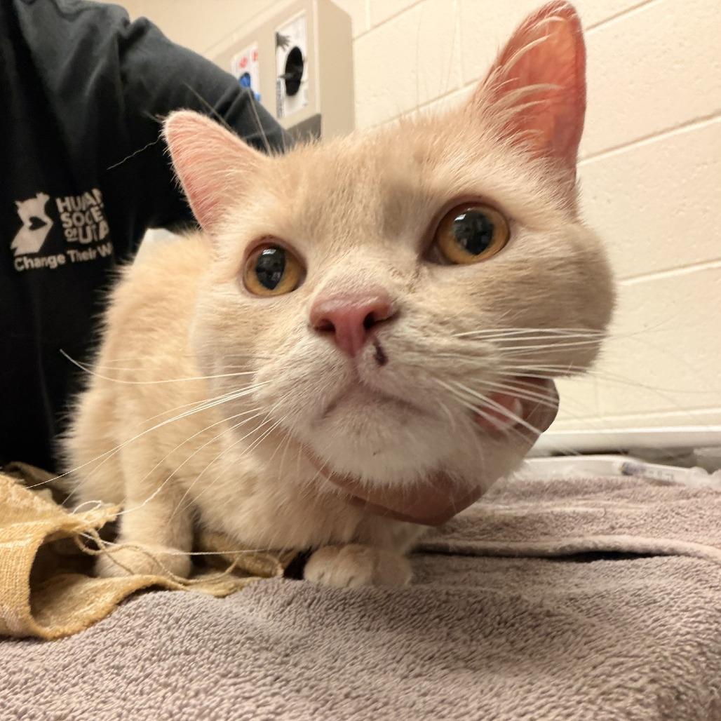 Buffy, Adoptable, Senior Male Domestic Short Hair.