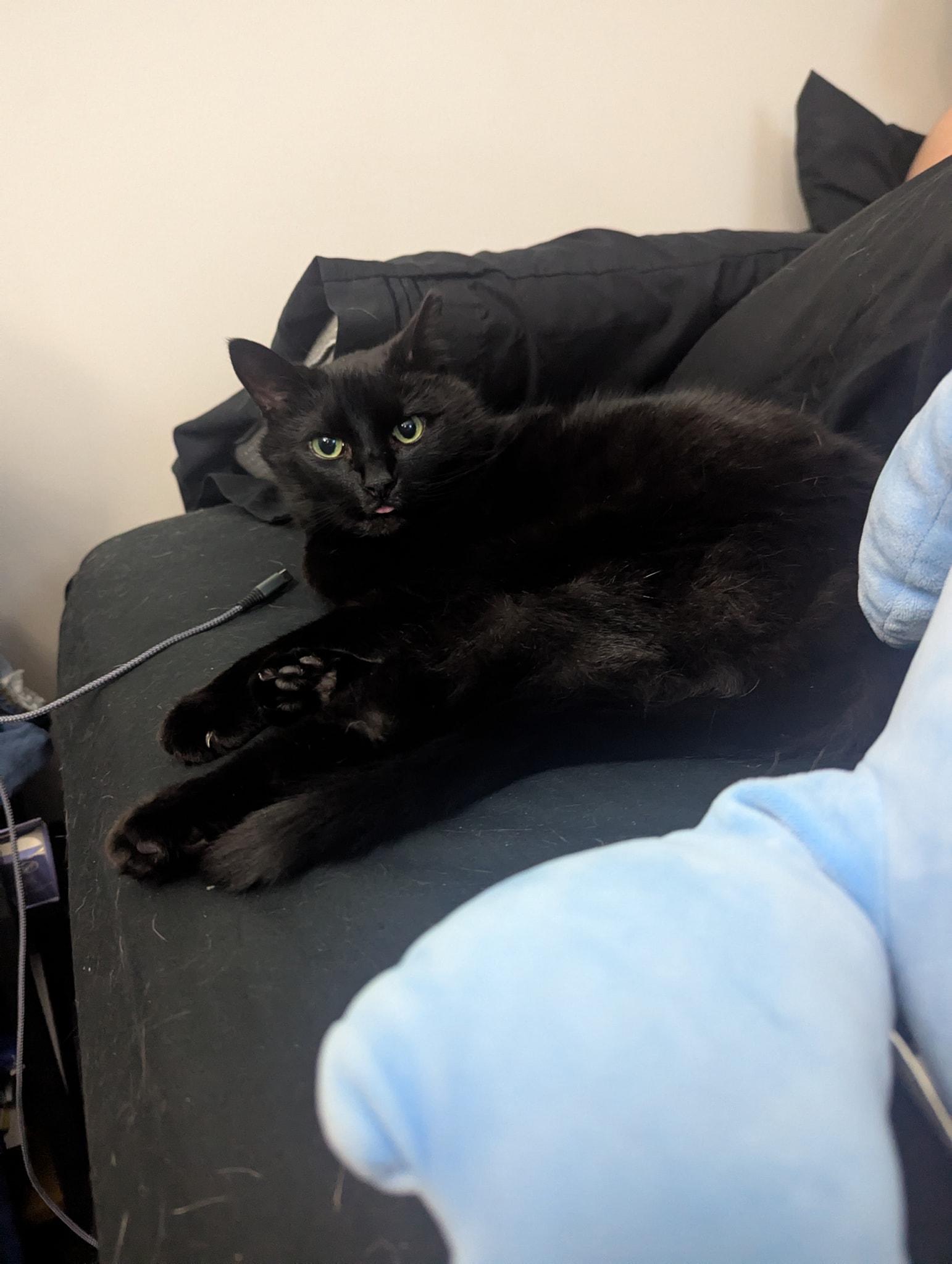 The Magnificent Maleficent, Adopted, Young Female Domestic Short Hair.