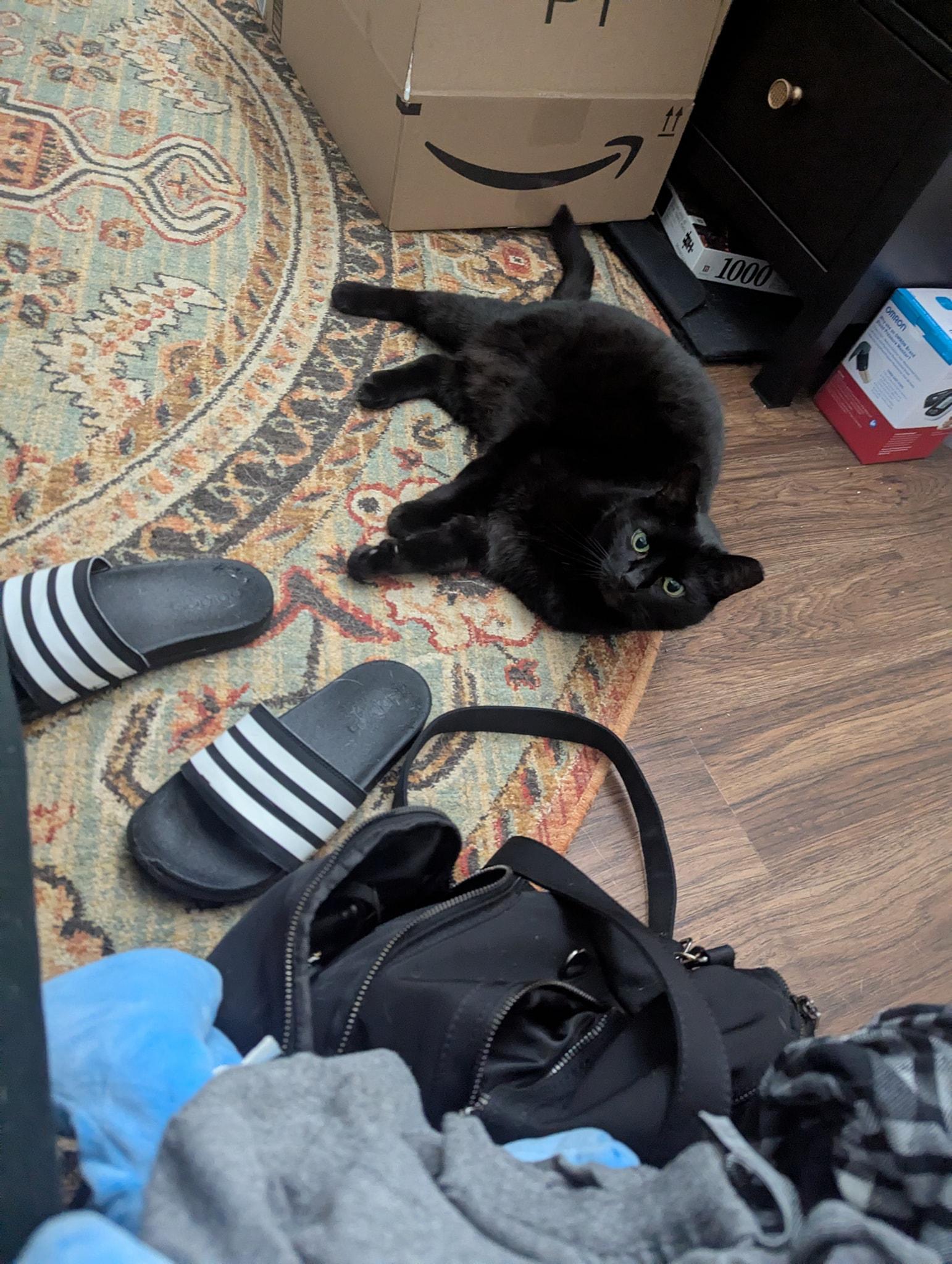 The Magnificent Maleficent, a Adopted Domestic Short Hair in Clarksville, TN image 2/5