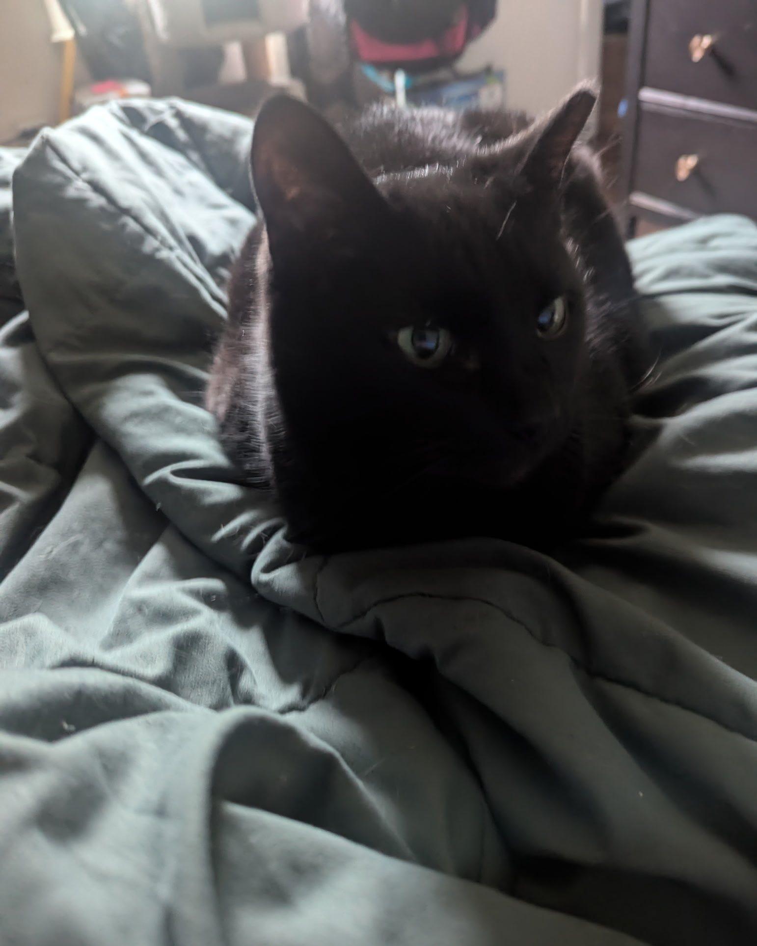 The Magnificent Maleficent, a Adopted Domestic Short Hair in Clarksville, TN image 3/5