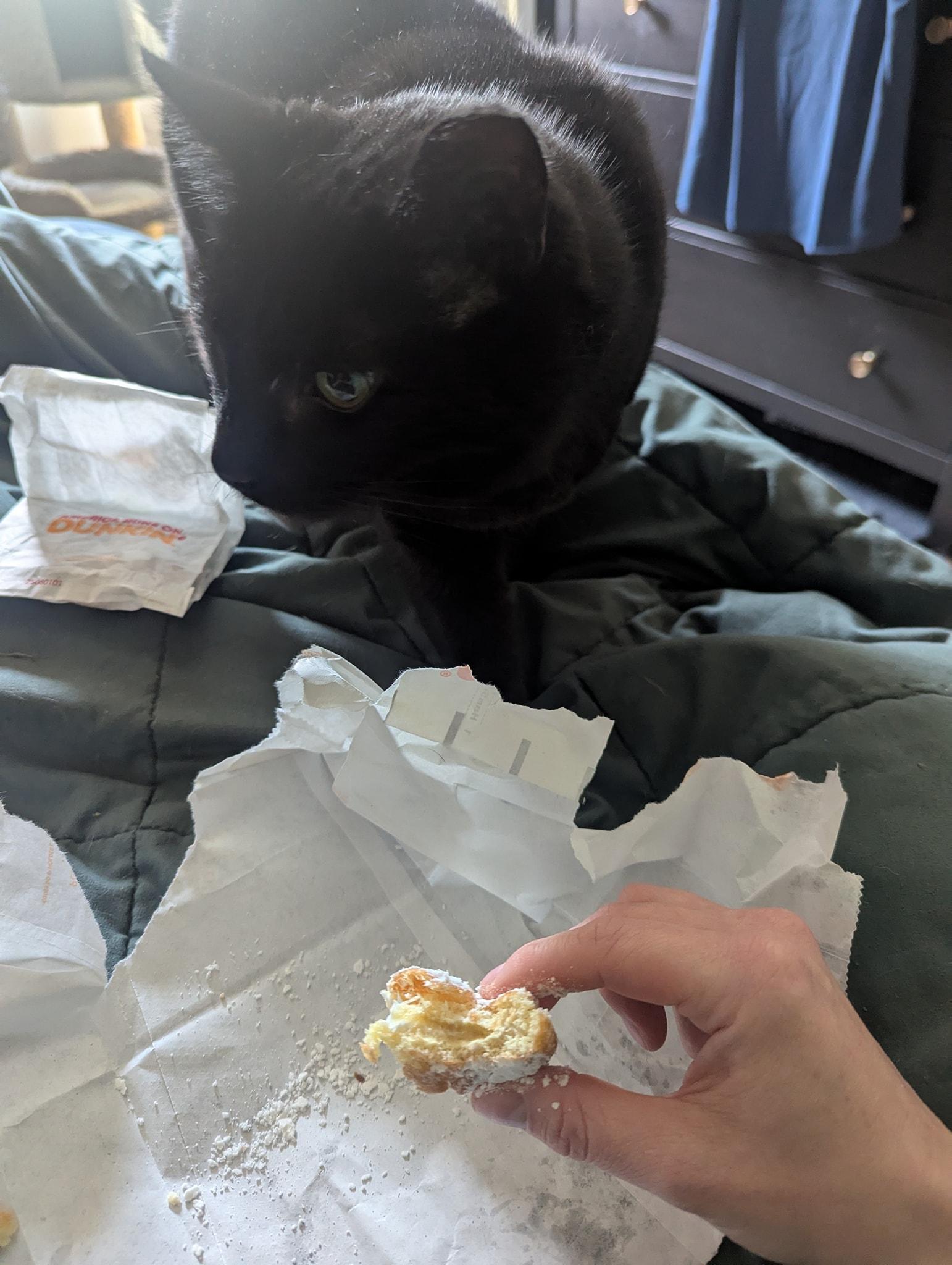 The Magnificent Maleficent, a Adopted Domestic Short Hair in Clarksville, TN image 4/5