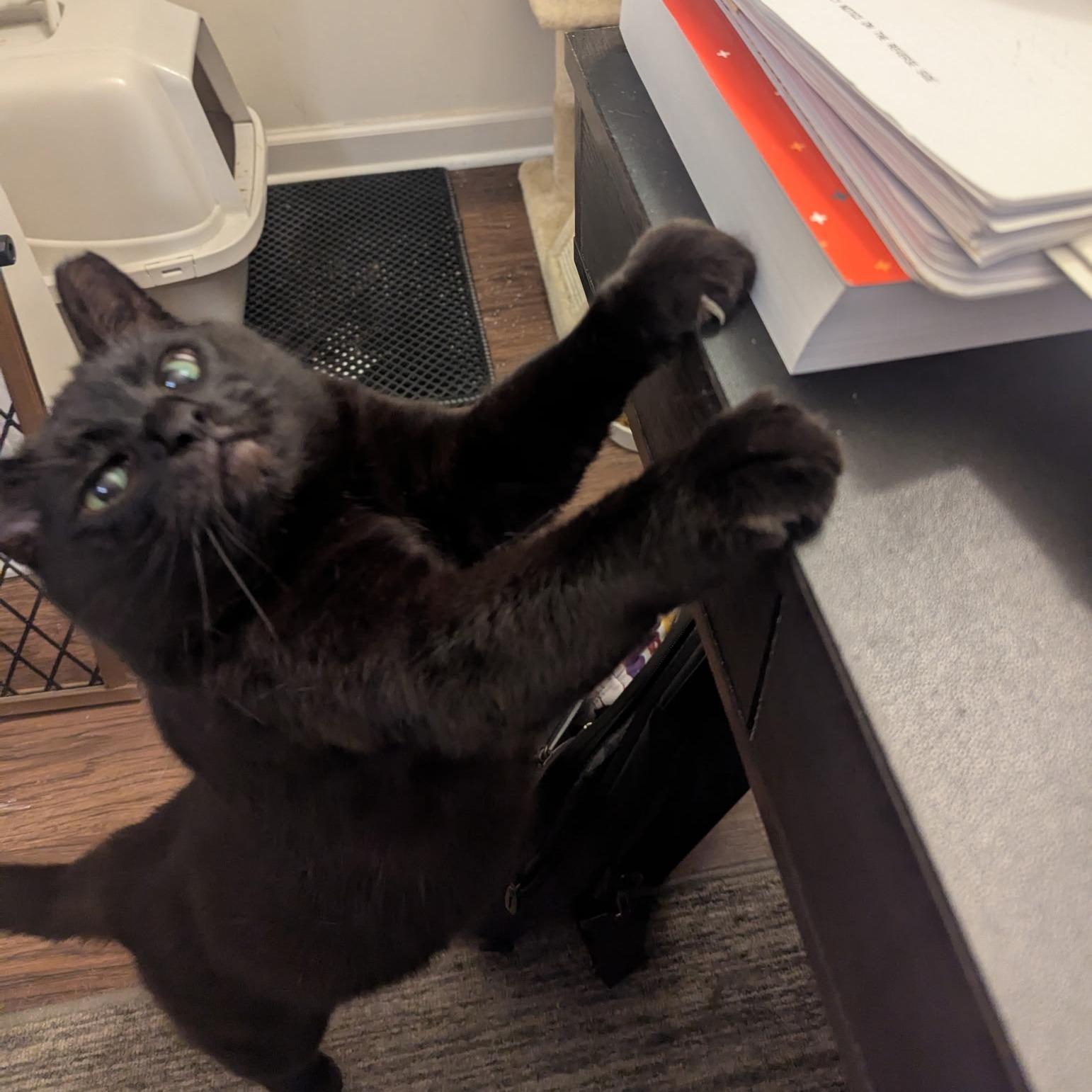 The Magnificent Maleficent, a Adopted Domestic Short Hair in Clarksville, TN image 5/5