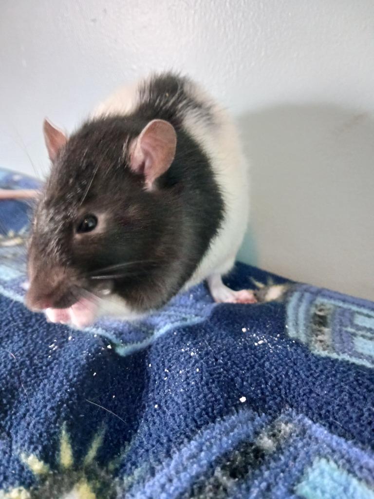 Rascal / Bandit, Adoptable, Young Male Rat.