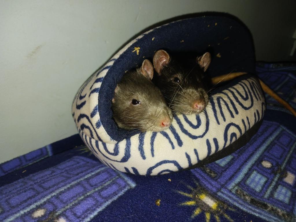 Enlarge Rascal / Bandit, a Adoptable Rat in Eagle Mountain, UT image 2/4