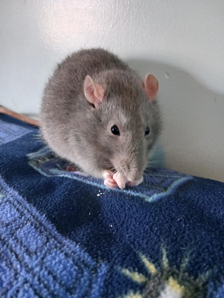 Enlarge Rascal / Bandit, a Adoptable Rat in Eagle Mountain, UT image 3/4