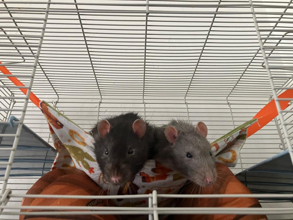 Enlarge Rascal / Bandit, a Adoptable Rat in Eagle Mountain, UT image 4/4