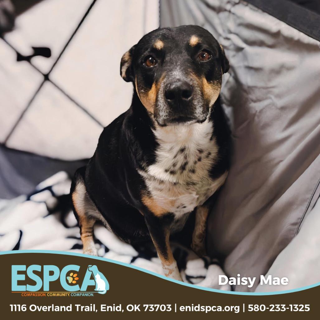 Enlarge Daisy Mae, a Adoptable mixed breed in Enid, OK image 1/3