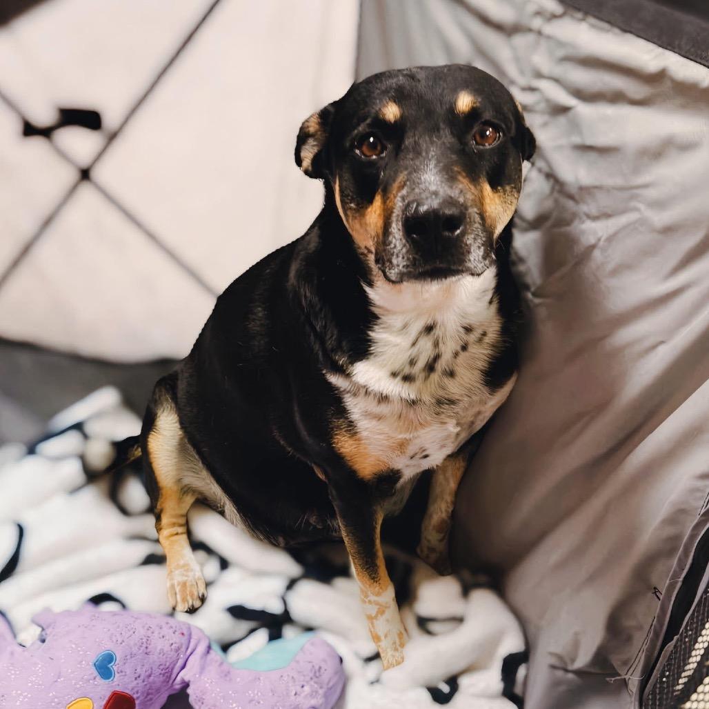 Enlarge Daisy Mae, a Adoptable mixed breed in Enid, OK image 2/3