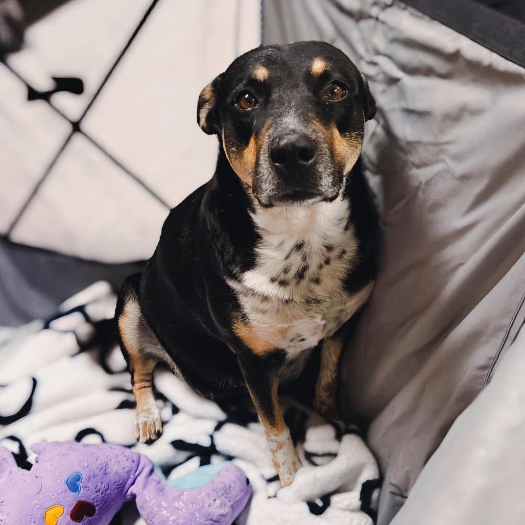 Enlarge Daisy Mae, a Adoptable mixed breed in Enid, OK image 3/3