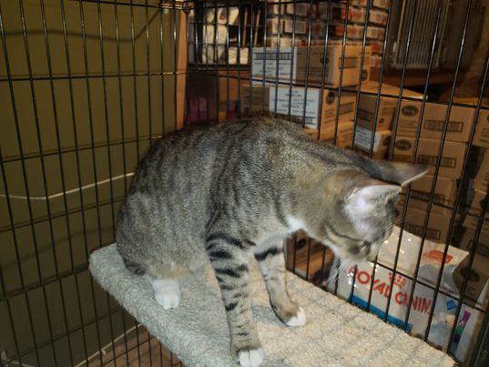 Einstein, Adoptable, Adult Male Domestic Short Hair.