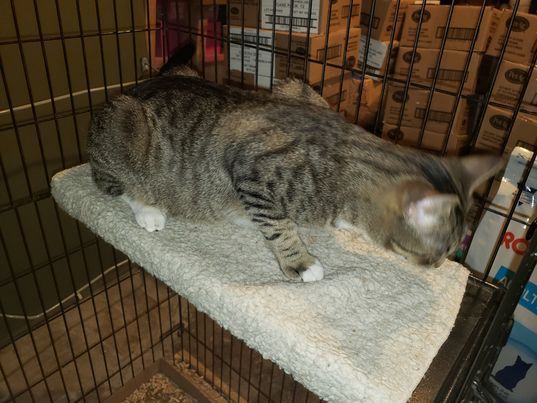 Enlarge Einstein, a Adoptable Domestic Short Hair in Montgomery, IL image 2/6