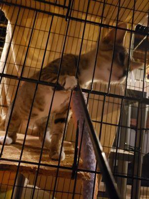 Enlarge Einstein, a Adoptable Domestic Short Hair in Montgomery, IL image 3/6