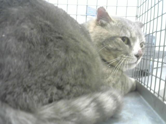 Enlarge BUBS, a Adoptable Domestic Short Hair in Loveland, CO image 1/1