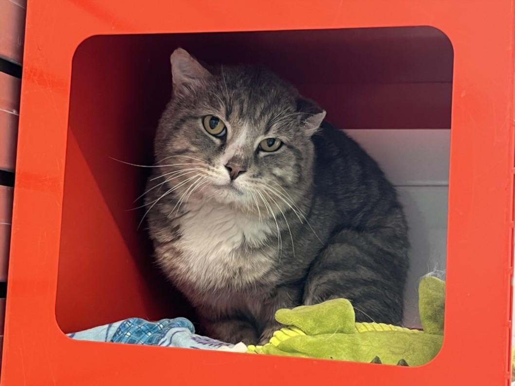 BUBS, Adoptable, Adult Male Domestic Short Hair.